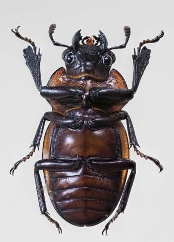 Odontolabis brookeana